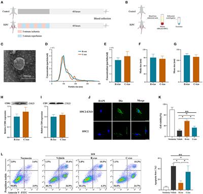 Plasma Exosomes at the Late Phase of Remote Ischemic Pre-conditioning Attenuate Myocardial Ischemia-Reperfusion Injury Through Transferring miR-126a-3p